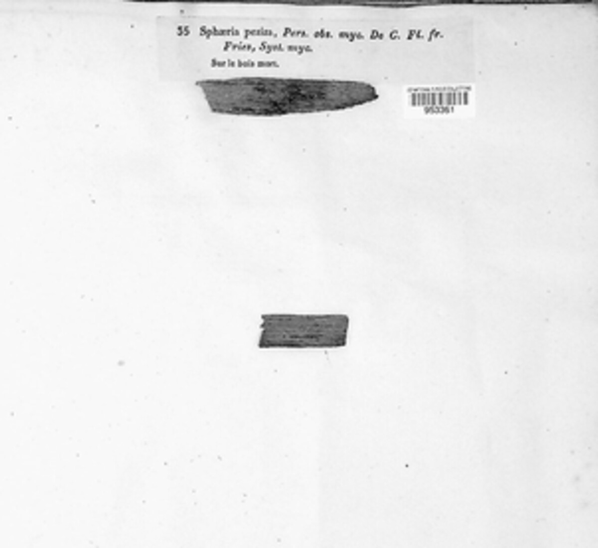 Hydropisphaera image